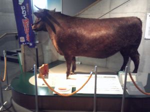 奥州市前沢区「牛の博物館」の前沢牛（はく製？）